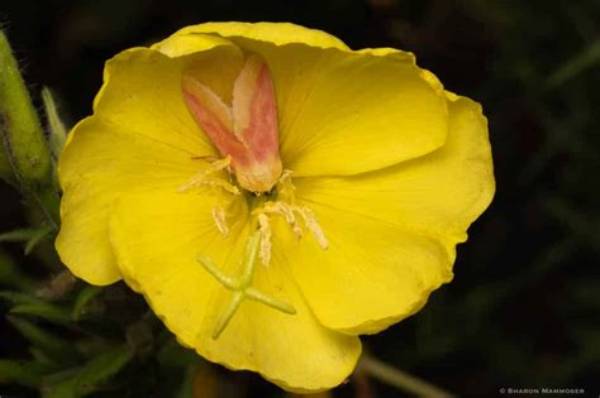 Unveil the Secrets of Gardening at the Qc Flower and Garden Show