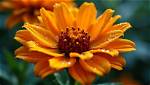 Unveiling Amber Flower: Nature's Golden Secret