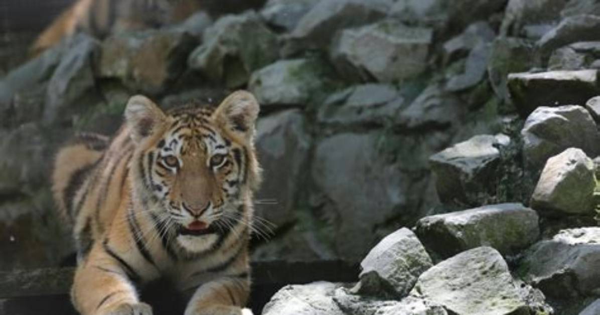 Unveiling the Ancient Secrets of Burmese Tiger Traps and Their Enduring Impact