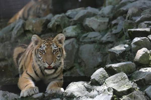 Unveiling the Ancient Secrets of Burmese Tiger Traps and Their Enduring Impact