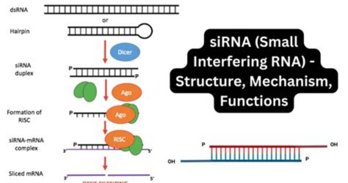 Unveiling the Brilliance of Duane Sirna: Discoveries and Insights