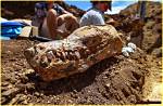 Unveiling the Enigma of "Big Jill": Discoveries and Insights
