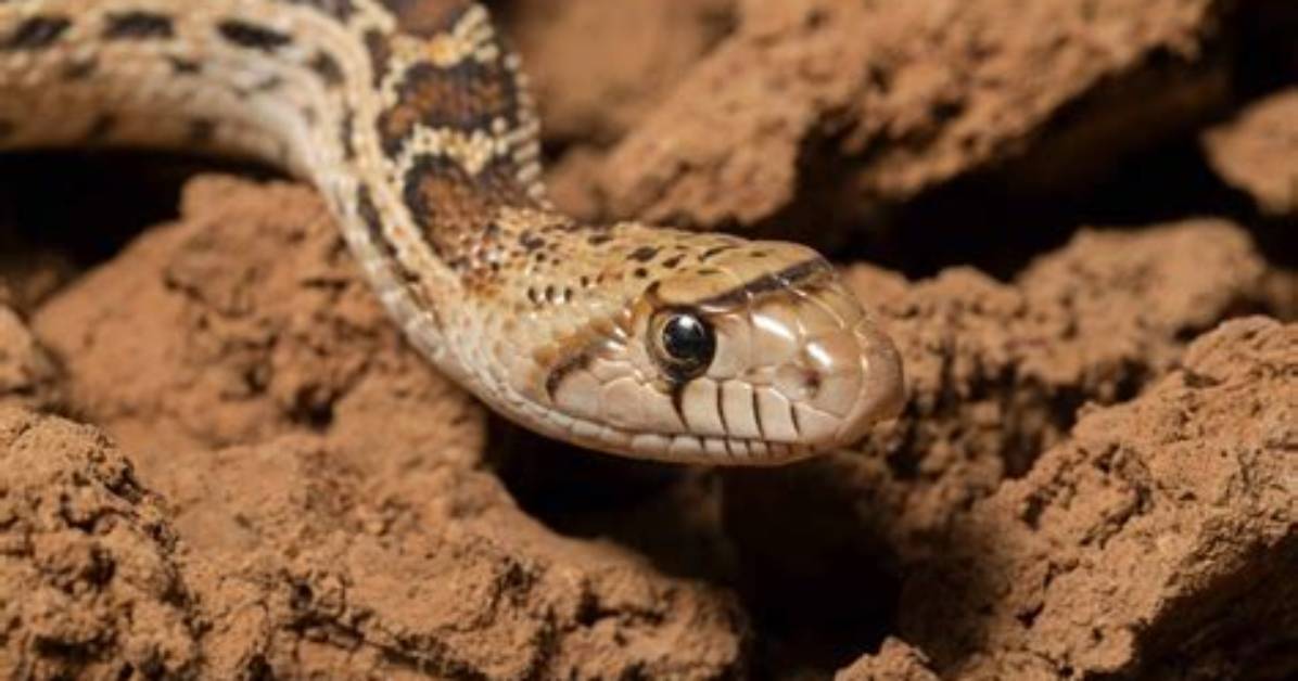 Unveiling the Secrets of Gopher Snake Care: a Journey of Discovery