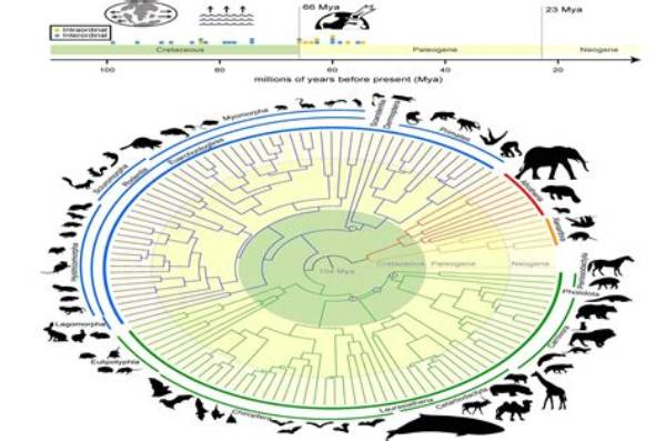 Unveiling the Secrets of Mammalian Evolution with Nadene R. Teaford