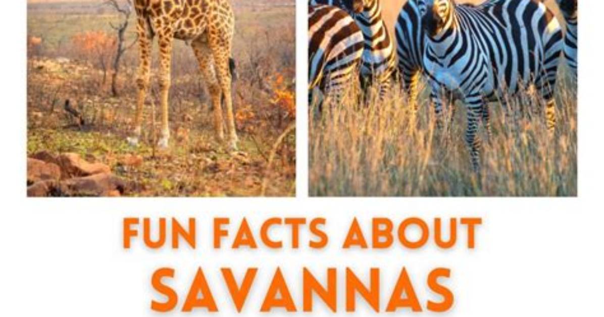 Unveiling the Secrets of Mat and Savanna Shaw's Financial Empire