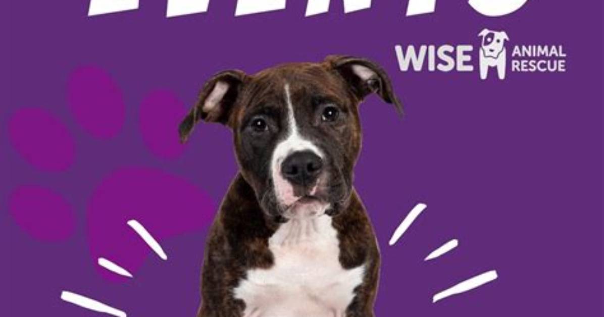 Unveiling the Secrets of Wise Animal Rescue: Discoveries and Insights