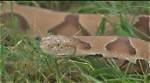 Venomous Copperhead Lyrics: Bite of the Rattlesnake