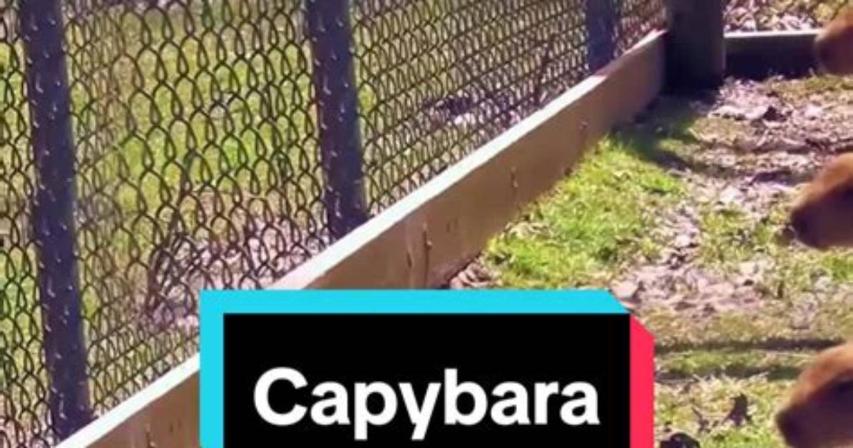 Watch Capybaras Live: Your Ultimate Capybara Cam Experience