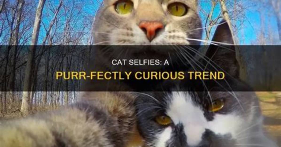 What Is the Cat Selfie Trend on Tiktok? Meaning and Challenge Explained