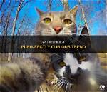 What Is the Cat Selfie Trend on Tiktok? Meaning and Challenge Explained